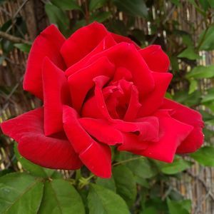 Meet your Posher, Vang